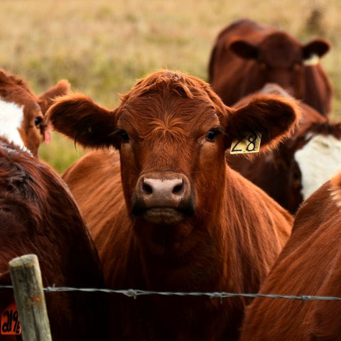 Cattle Feed