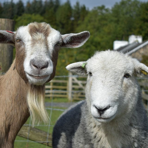 Goat & Sheep Feed