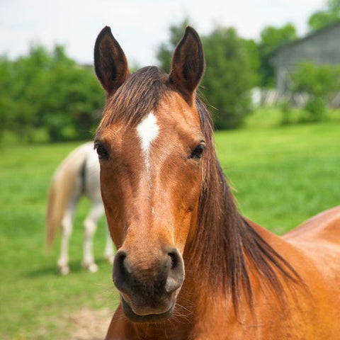 Horse Feeds