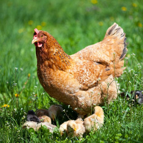 Poultry Feed