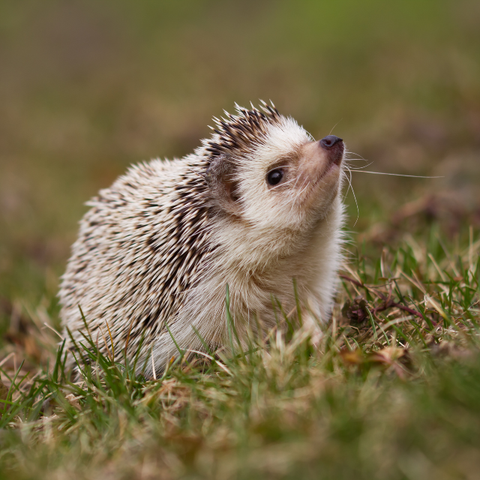 Small Animal Feed