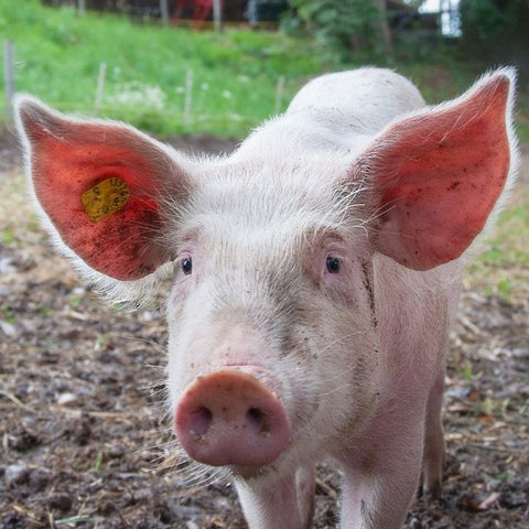 Swine Feed