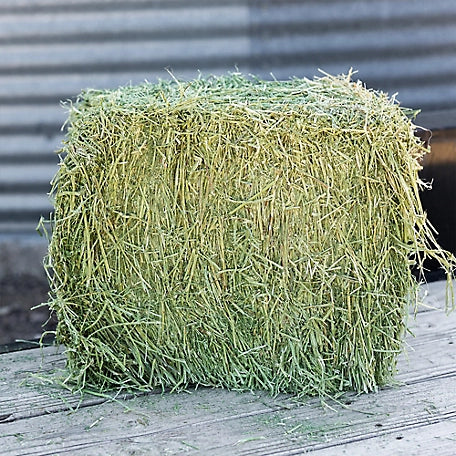 Timothy Grass Grab & Go Compressed Bale - 50lbs