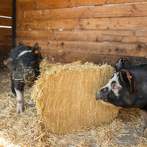 Certified Straw Compressed Bale