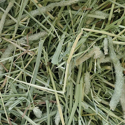 Hand-Selected Timothy Grass - 9lb Box