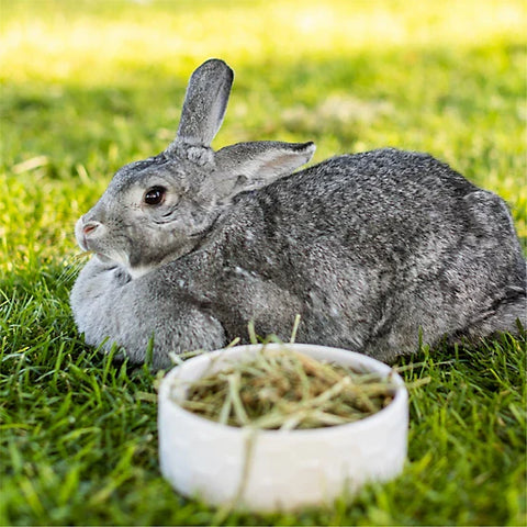Hand-Selected Timothy Grass - 9lb Box