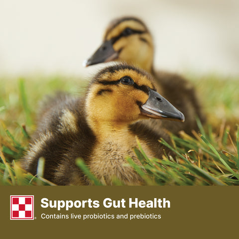 Purina Duck Pellets 61HJ