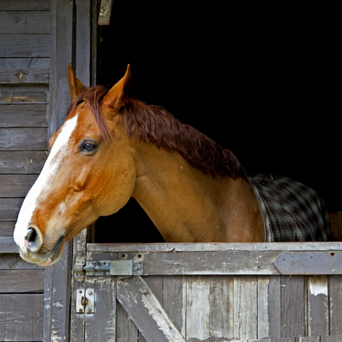 Sweet PDZ Horse Stall Refresher Granular