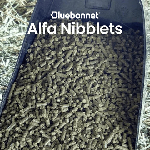 Bluebonnet - Alfalfa Nibblets