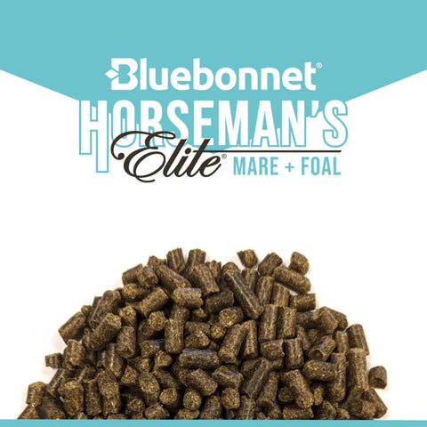 Bluebonnet - Horseman's Elite Mare & Foal Nugget
