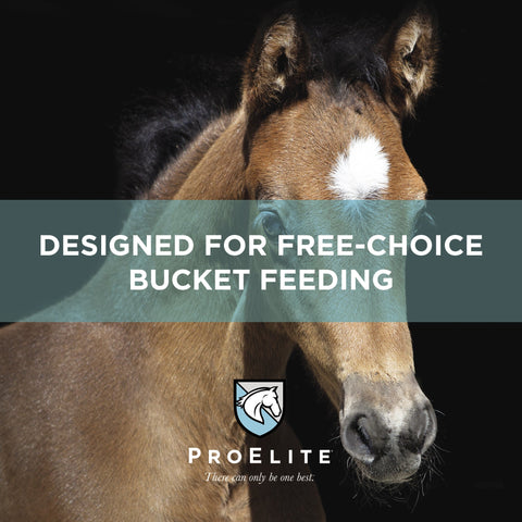 ProElite Foals First Milk Replacer Powder - 22lbs