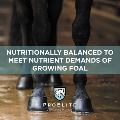 ProElite Foals First Milk Replacer Powder - 22lbs