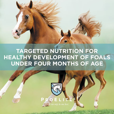 ProElite Foals First® Starter & Creep - 50lbs