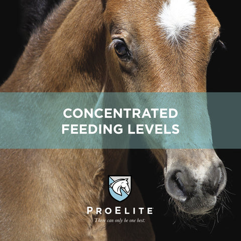 ProElite Foals First® Starter & Creep - 50lbs