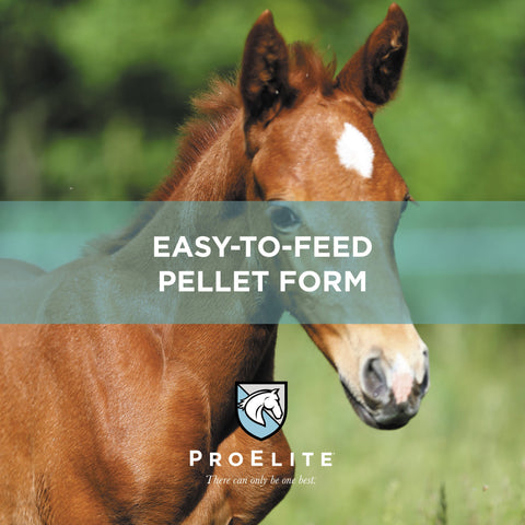 ProElite Foals First® Starter & Creep - 50lbs