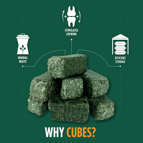 Timothy Mini Cubes - 40lb