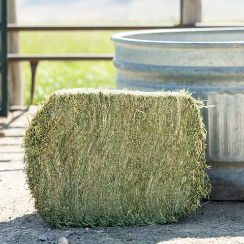 Alfalfa Grab & Go Bale - 50lbs
