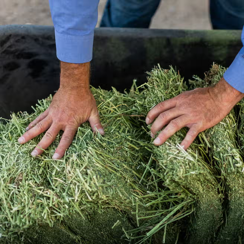 Organic Alfalfa Grab & Go Bale - 50lbs