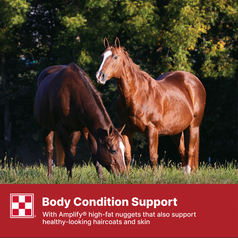 Purina Equine Senior 35WY - 50lb