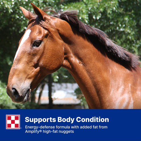 Purina Equine Senior Active 35YJ - 50lb