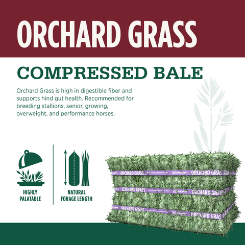 Orchard Grass Compressed Bale - 50lbs