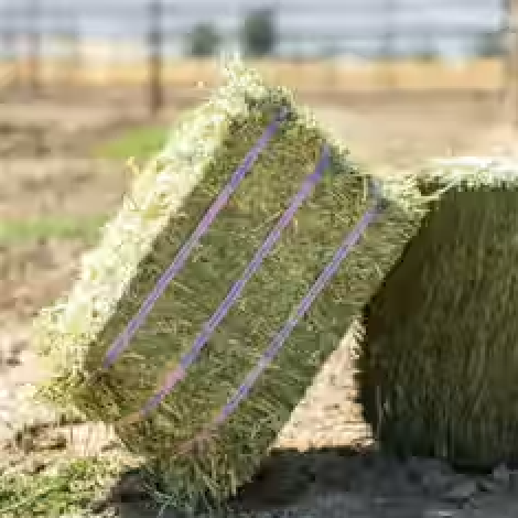 Orchard Grass Compressed Bale - 50lbs