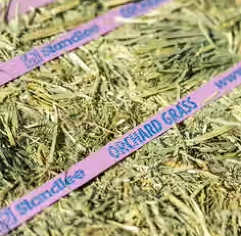 Orchard Grass Compressed Bale - 50lbs