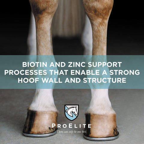 ProElite Hoof - 3lbs