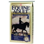 EquineAdult