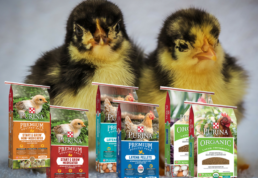 Posts Tagged Baby Chick Starter Kit Argyle Feed Store