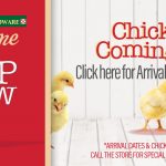 Argyle Feed_Peep Show Chick Arrivals_Slider