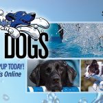 Argyle Feed_Generic Splash Dogs_Slider