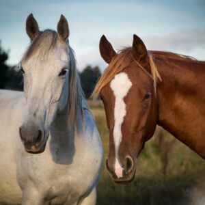 Beet Pulp: Energy Source for Horses. Two horses in field.