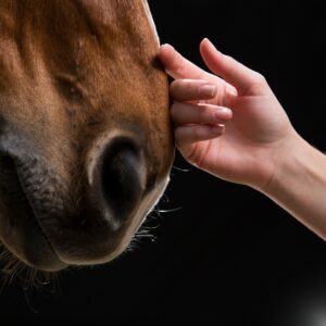 High Alert: Obesity Puts Horses at Risk for Asthma. Closeup of horse face with hand.