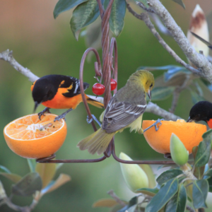 Attracting Birds to Your Backyard. Colorful birds eating orange slices in a tree.