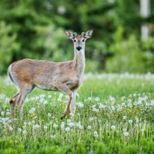 Feeding Deer in Spring and Summer. Deer in meadow.