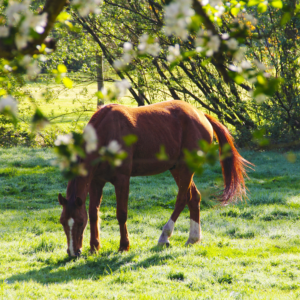 Horse in Field, Horse Deworming