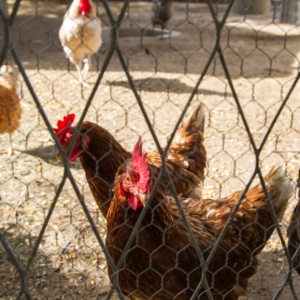 Introducing New Birds to Flock. Red hens behind chicken wire.