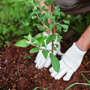 Summer Gardening Guide